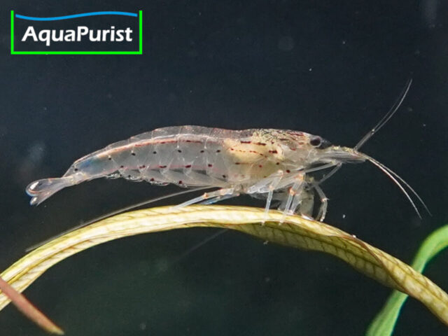 Amanogarnele Caridina multidentata