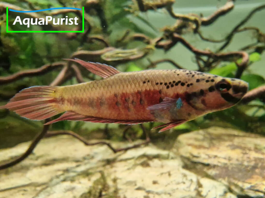 Betta rubra