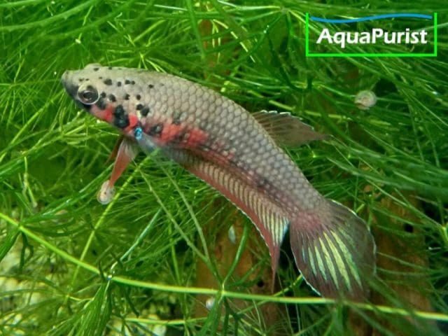 Betta rubra Männchen
