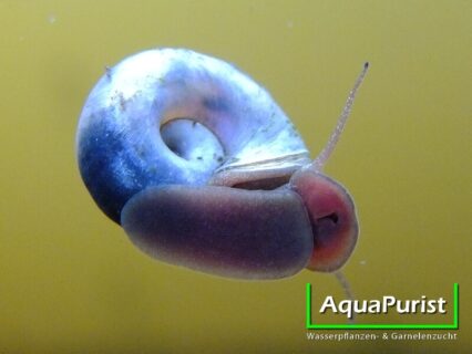Blaue Posthornschnecke (Planorbella duryi)