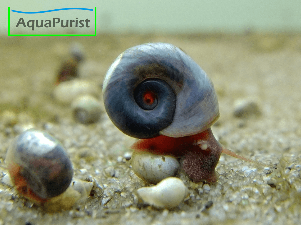 Blaue Posthornschnecke mit rotem Körper in Nahaufnahme