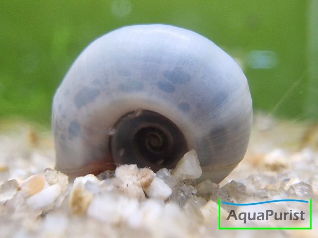 Blaue Posthornschnecke, Planorbella duryi Blaue Posthornschnecke, Planorbella duryi