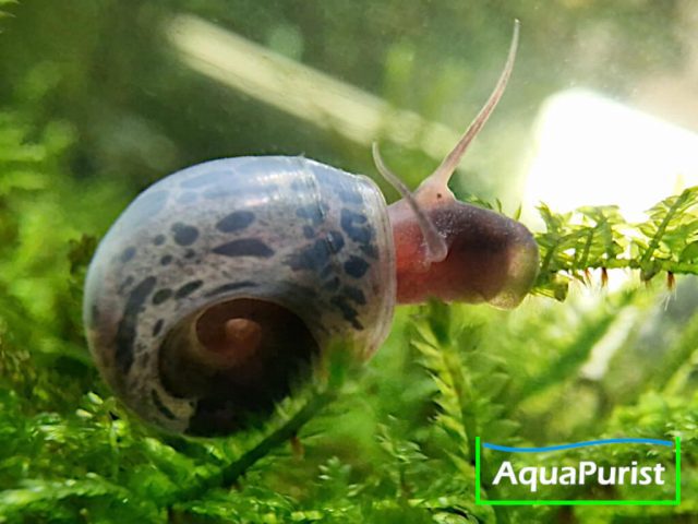 junge Blaue Posthornschnecke junge Blaue Posthornschnecke
