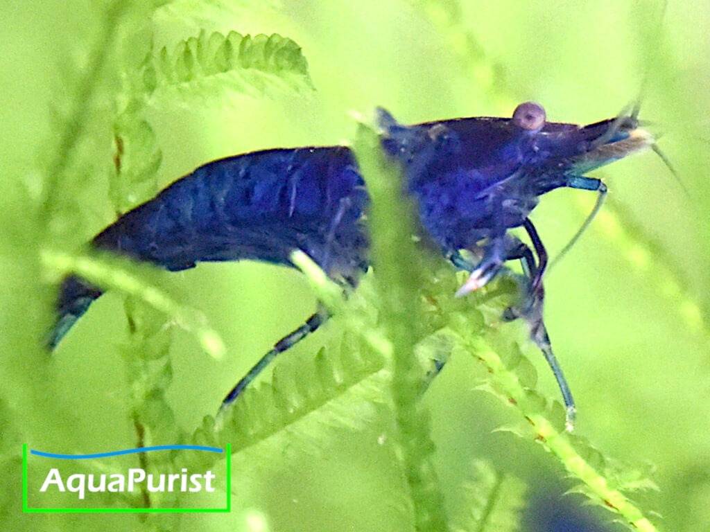 Blue Dream Garnele (Neocaridina davidi var. blue) Blue Dream Garnele (Neocaridina davidi var. blue)