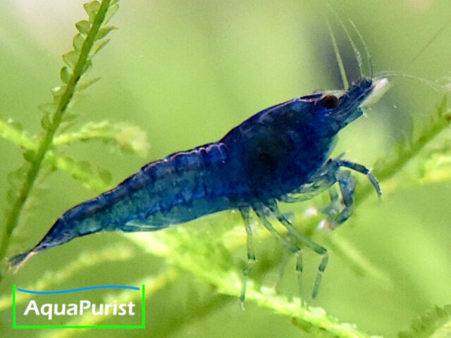Blue Dream Garnele (Neocaridina davidi var. blue) Blue Dream Garnele (Neocaridina davidi var. blue)