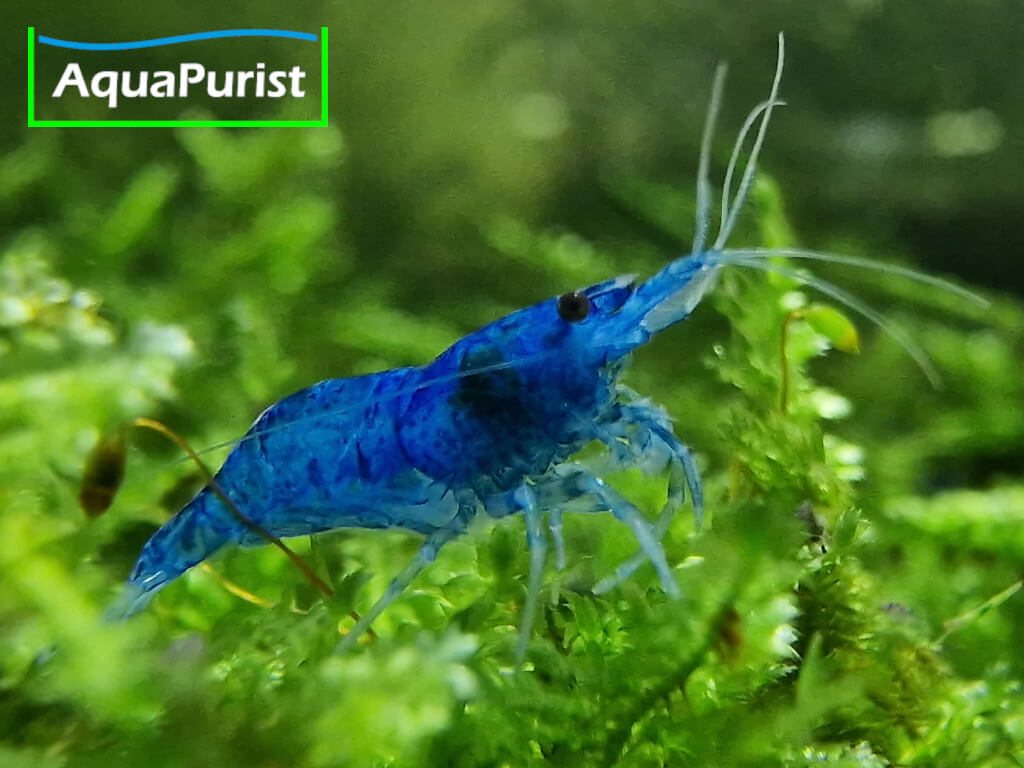 Blue Dream Garnele (Neocaridina davidi var. blue) Blue Dream Garnele (Neocaridina davidi var. blue)