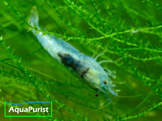Blue Pearl Garnele (Neocaridina palmata var. blue) Blue Pearl Garnele (Neocaridina palmata var. blue)