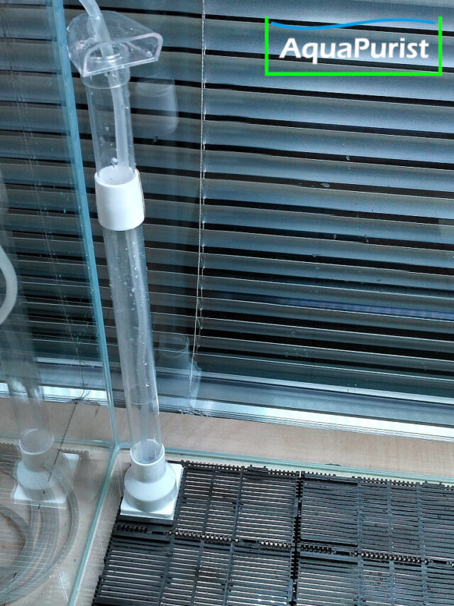 Bodenfilter happet 2 Steigrohr eines Bodenfilters im Aquarium