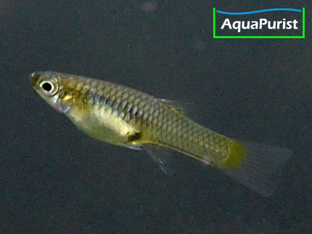 Endler Guppy “Blue Star” Campoma No. 47 (Poecilia wingei)