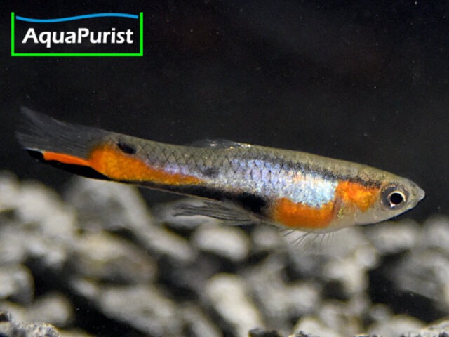 Endler Guppy “Blue Star” Campoma No. 47 (Poecilia wingei)