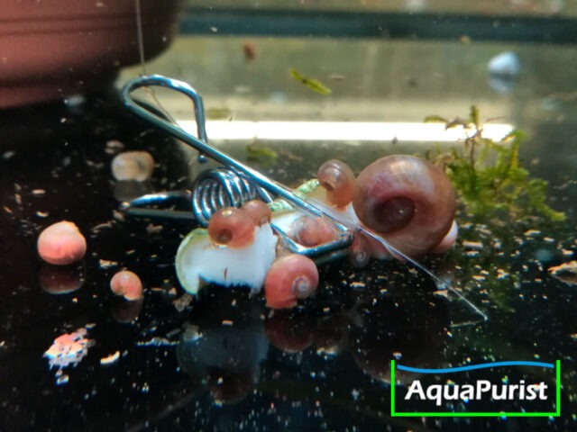 Futterklammer mit Futter und Schnecken im Aquarium