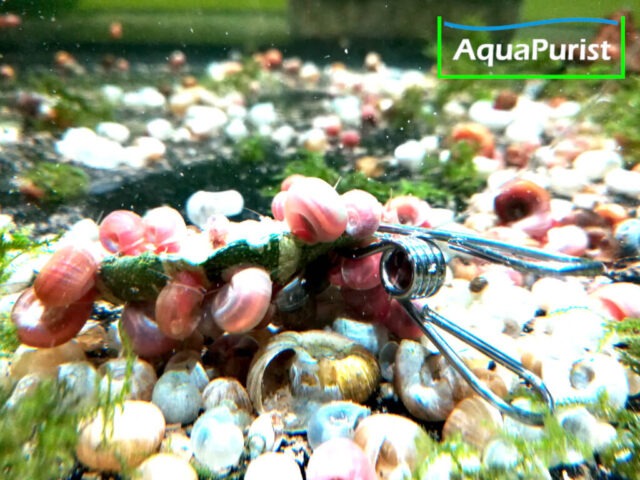 Futterklammer mit Futter und Schnecken im Aquarium