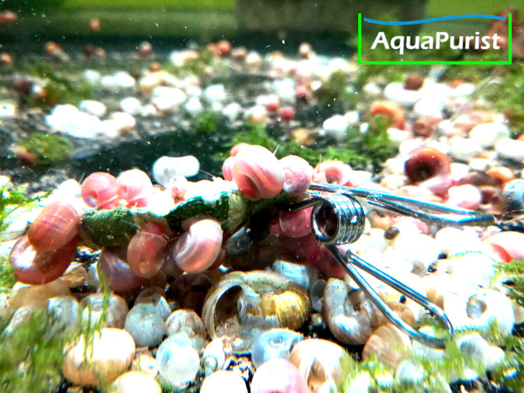 Futterklammer mit Futter und Schnecken im Aquarium