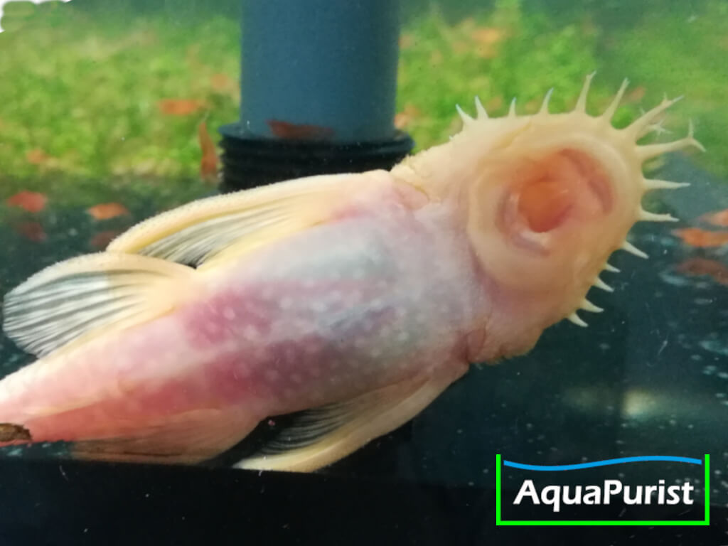 Maul eines gelben Antennenwelses an der Aquarienscheibe