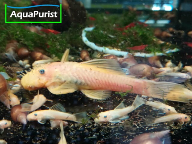 Gelber Antennenwels auf dem Aquarienboden