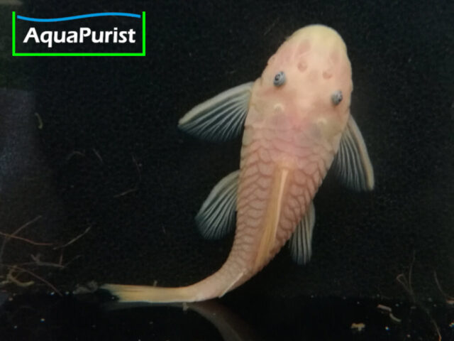 Gelber Antennenwels von unten an der Aquarienscheibe
