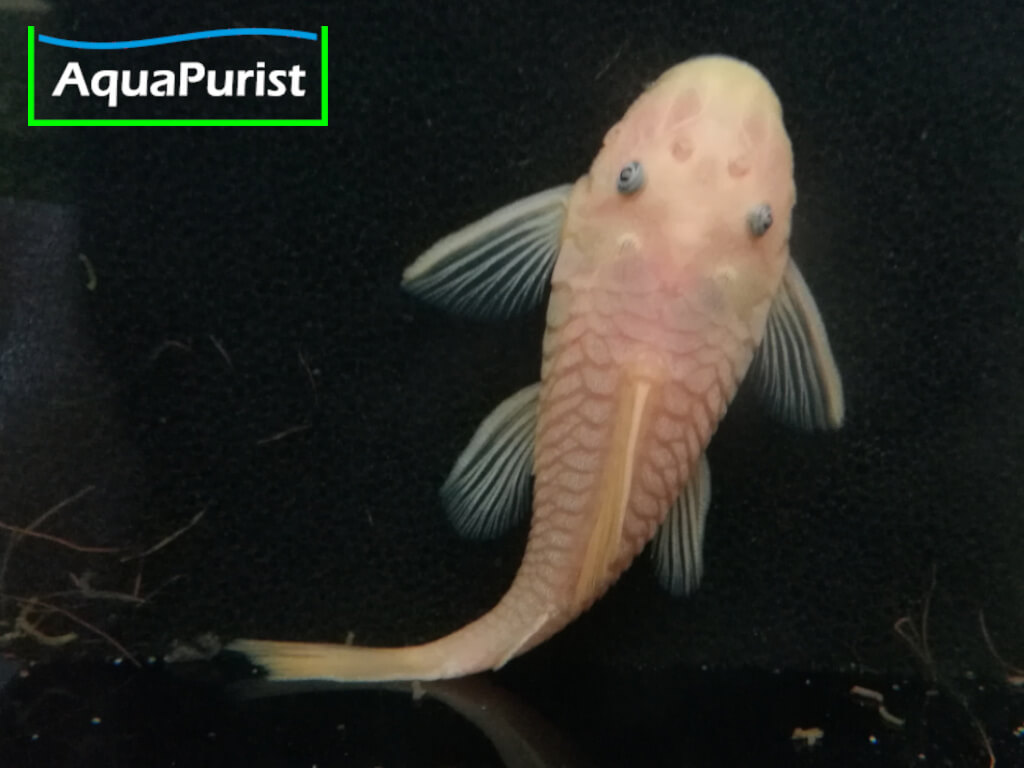 Gelber Antennenwels von unten an der Aquarienscheibe