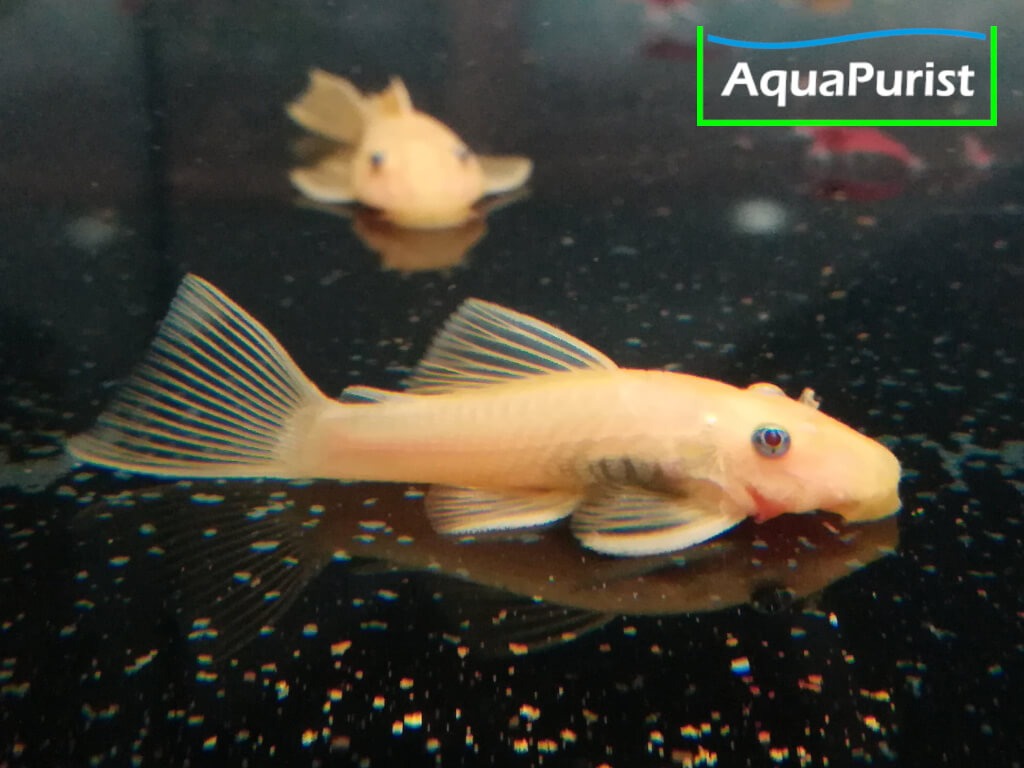 Gelber Antennenwels (Ancistrus sp. L144)