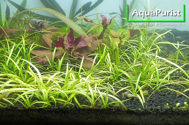 Grasartige Schwertpflanze (Echinodorus tenellus, syn. Helanthium tenellum parvulum)