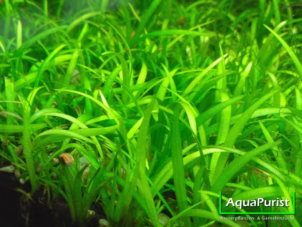 Grasartige Schwertpflanze (Echinodorus tenellus, syn. Helanthium tenellum parvulum)