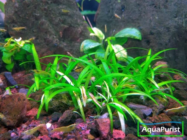 Grasartige Schwertpflanze (Echinodorus tenellus, syn. Helanthium tenellum parvulum)
