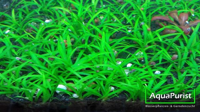 Grasartige Schwertpflanze (Echinodorus tenellus, syn. Helanthium tenellum parvulum)