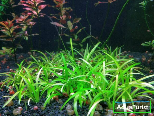 Grasartige Schwertpflanze (Echinodorus tenellus, syn. Helanthium tenellum parvulum)