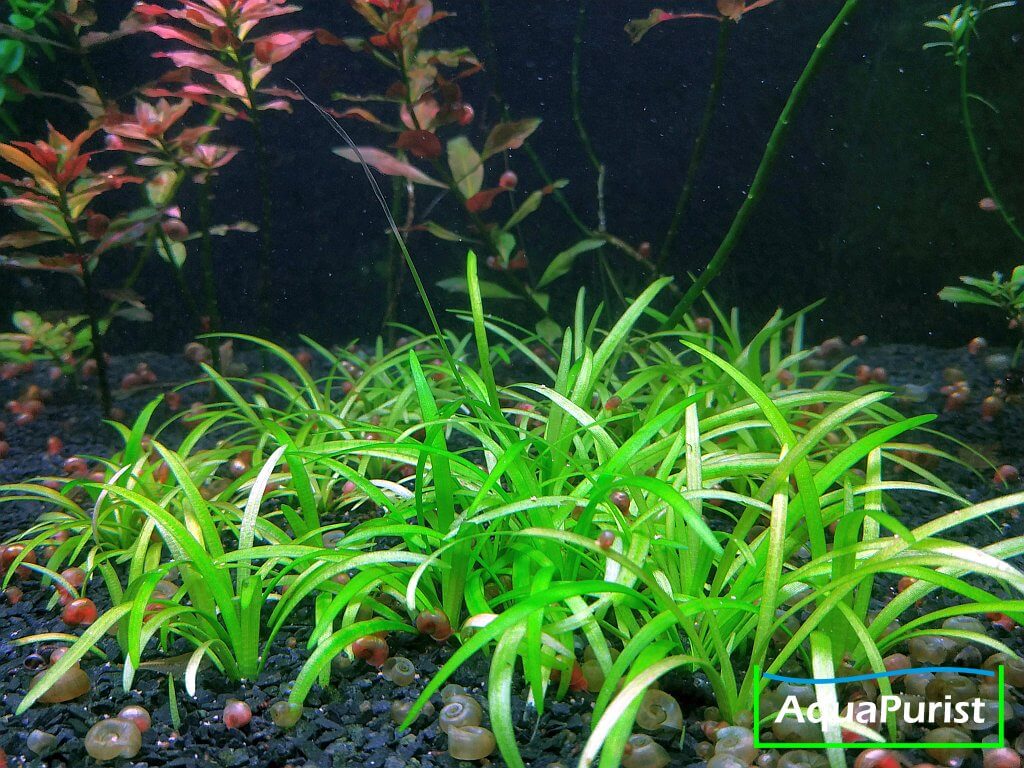Grasartige Schwertpflanze (Echinodorus tenellus, syn. Helanthium tenellum parvulum)