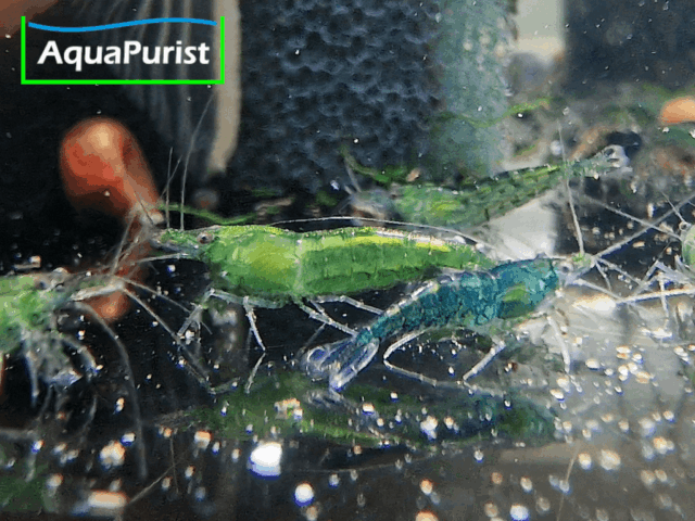 Grüne Green-Jade-Garnele im Aquarium