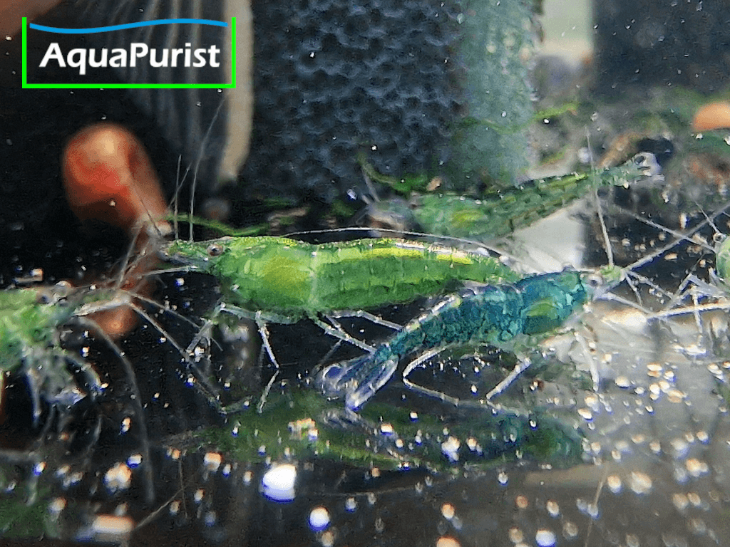 Grüne Green-Jade-Garnele im Aquarium