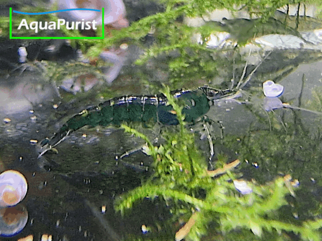Grüne Green-Jade-Garnele im Aquarium