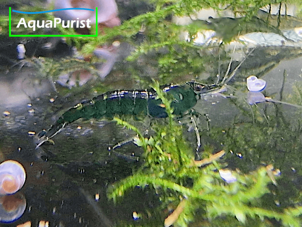 Grüne Green-Jade-Garnele im Aquarium