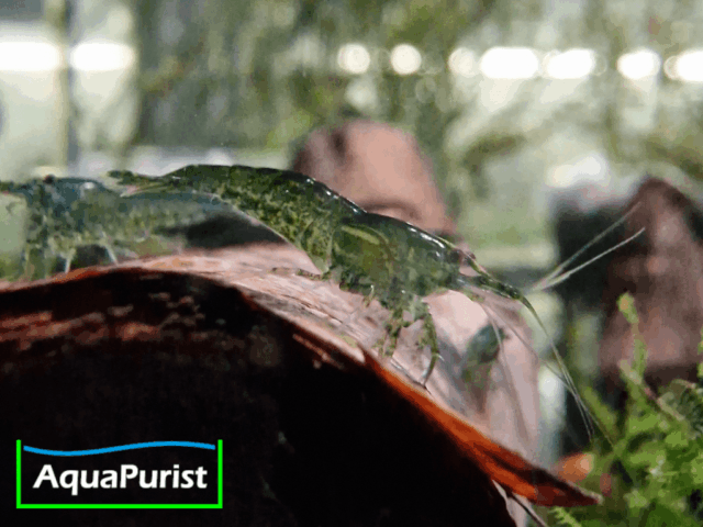 Grüne Green-Jade-Garnele im Aquarium