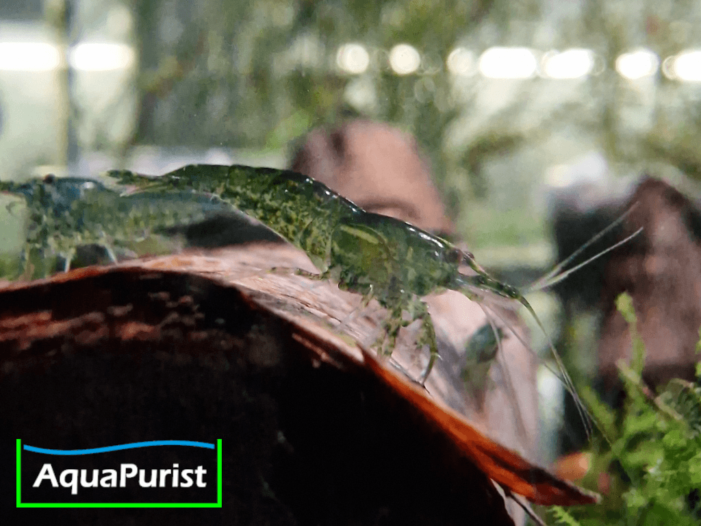 Grüne Green-Jade-Garnele im Aquarium