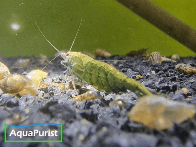 Grüne Green-Jade-Garnele im Aquarium