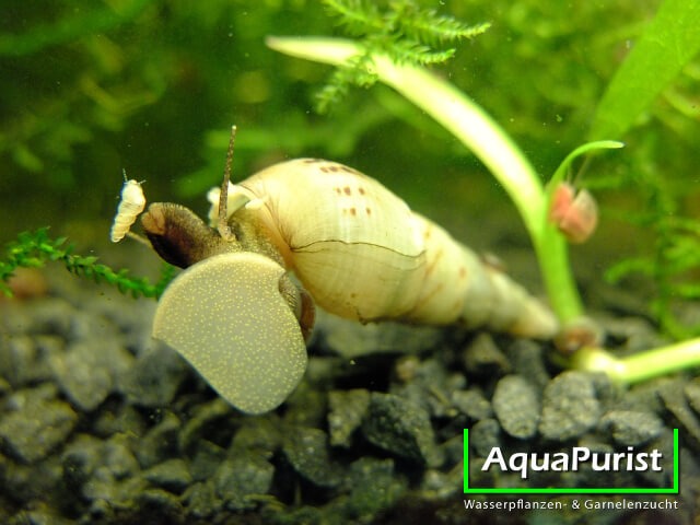 Indische Turmdeckelschnecke (Melanoides tuberculata) (1) Indische Turmdeckelschnecke auf dem Aquarienboden