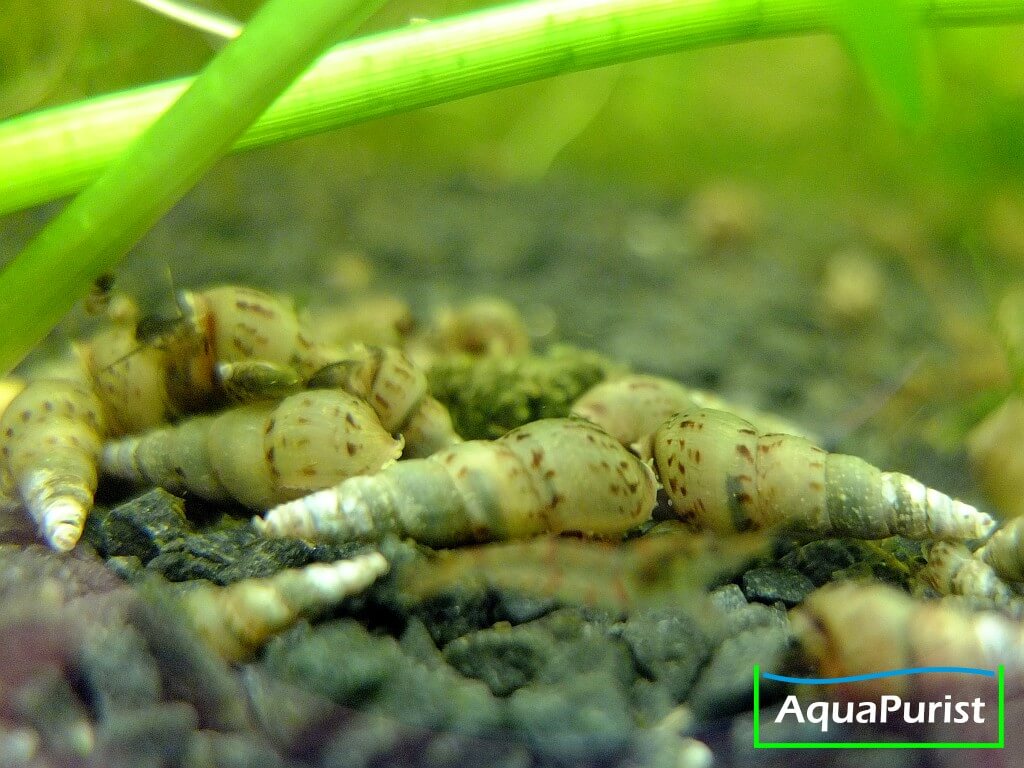 Indische Turmdeckelschnecke (Melanoides tuberculata) (2) Indische Turmdeckelschnecke auf dem Aquarienboden