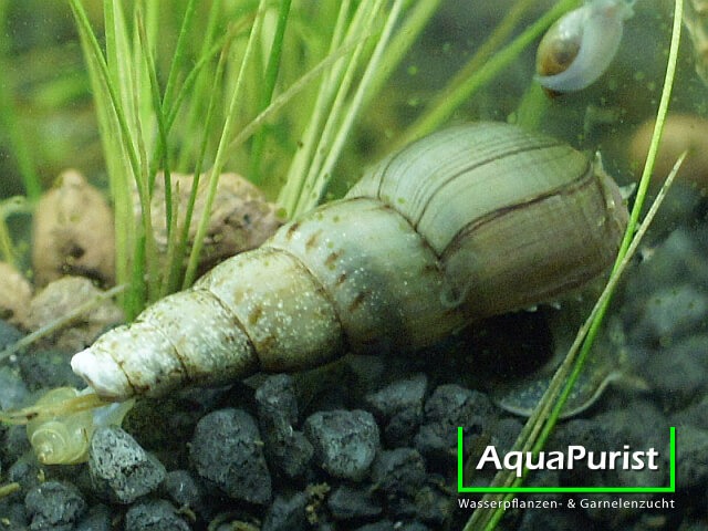 Indische Turmdeckelschnecke (Melanoides tuberculata) (3) Indische Turmdeckelschnecke (Melanoides tuberculata)
