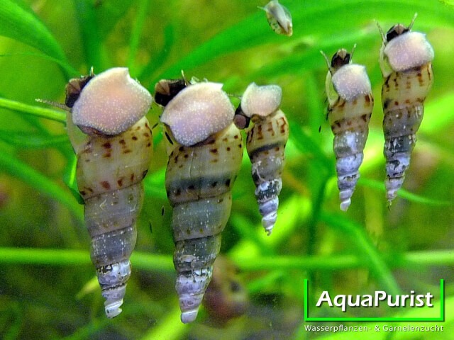 Indische Turmdeckelschnecke (Melanoides tuberculata) (4) Indische Turmdeckelschnecken an der Aquarienscheibe