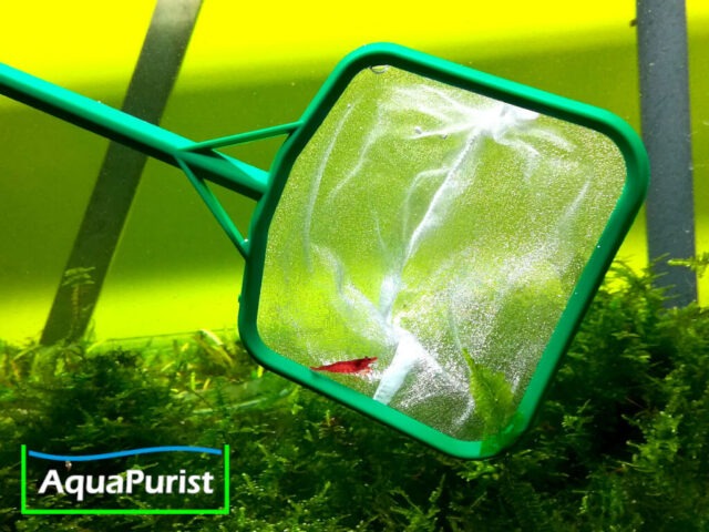 Kescher, starres Netz, groß (10) Aquarienkescher im bepflanzten Aquarium