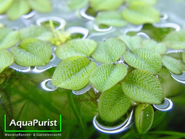 Kleiner Büschelfarn (Salvinia minima) (2) Kleiner Büschelfarn (Salvinia minima)