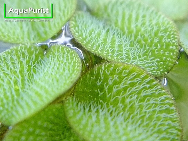 Kleiner Büschelfarn (Salvinia minima) (3) Blätter des Kleinen Büschelfarns an der Wasseroberfläche