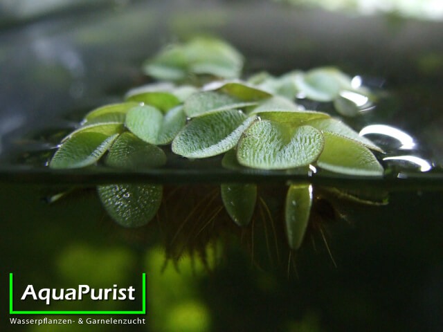 Kleiner Büschelfarn (Salvinia minima) (4) Kleiner Büschelfarn im Querschnitt an der Wasseroberfläche
