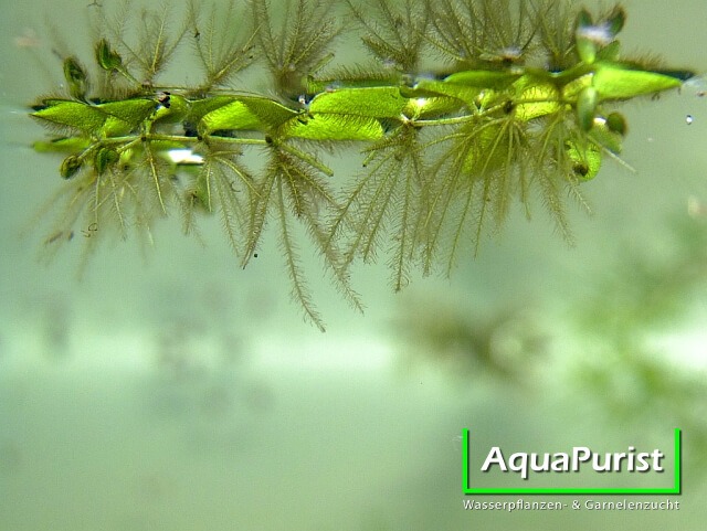Kleiner Büschelfarn (Salvinia minima) Unterseite von Büschelfarn mit frei hängenden Wurzeln