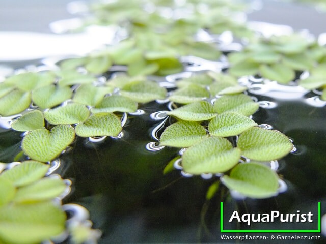 Kleiner Büschelfarn (Salvinia minima) (6) Blätter des Kleinen Büschelfarns an der Wasseroberfläche