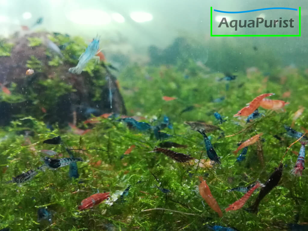 Mix Garnele (Neocaridina) - bunte Farbmischung (1) Verschiedenfarbige Neocaridina-Garnelen auf Moos im Aquarium