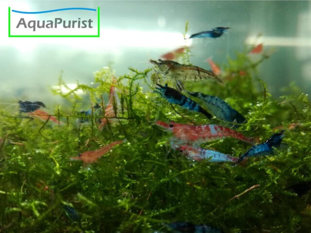 Mix Garnele (Neocaridina) - bunte Farbmischung (2) Verschiedenfarbige Neocaridina-Garnelen auf Moos im Aquarium