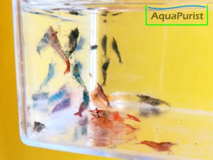 Mix Garnele (Neocaridina) – bunte Farbmischung