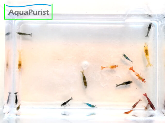 Mix Garnele (Neocaridina) - bunte Farbmischung (4) Verschiedenfarbige Garnelen in einem transparenten Behälter