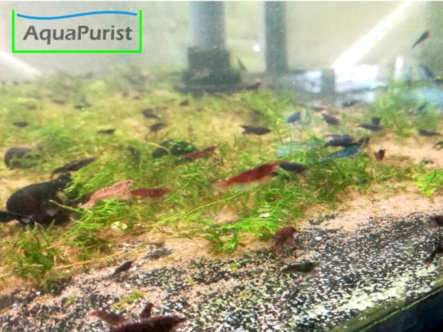 Mix Garnele (Neocaridina) - bunte Farbmischung (5) Verschiedenfarbige Neocaridina-Garnelen auf Moos im Aquarium